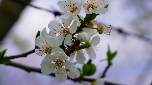 İznik &ccedil;i&ccedil;ek bah&ccedil;esine b&uuml;r&uuml;nd&uuml;
