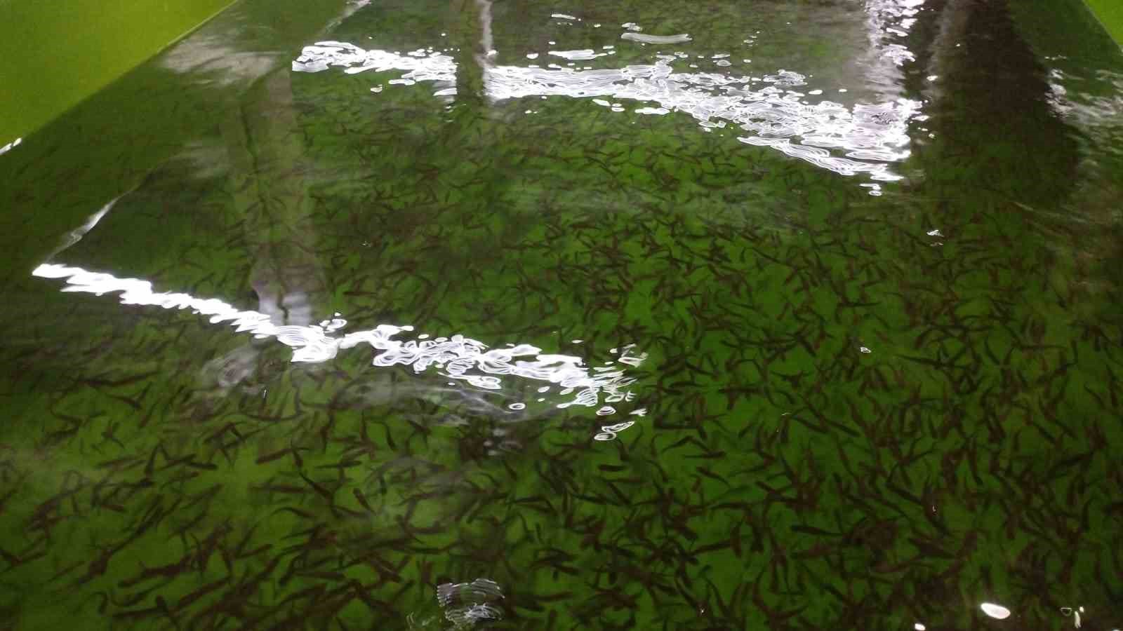 Tercan&rsquo;da alabalık &uuml;retim tesisine denetim
