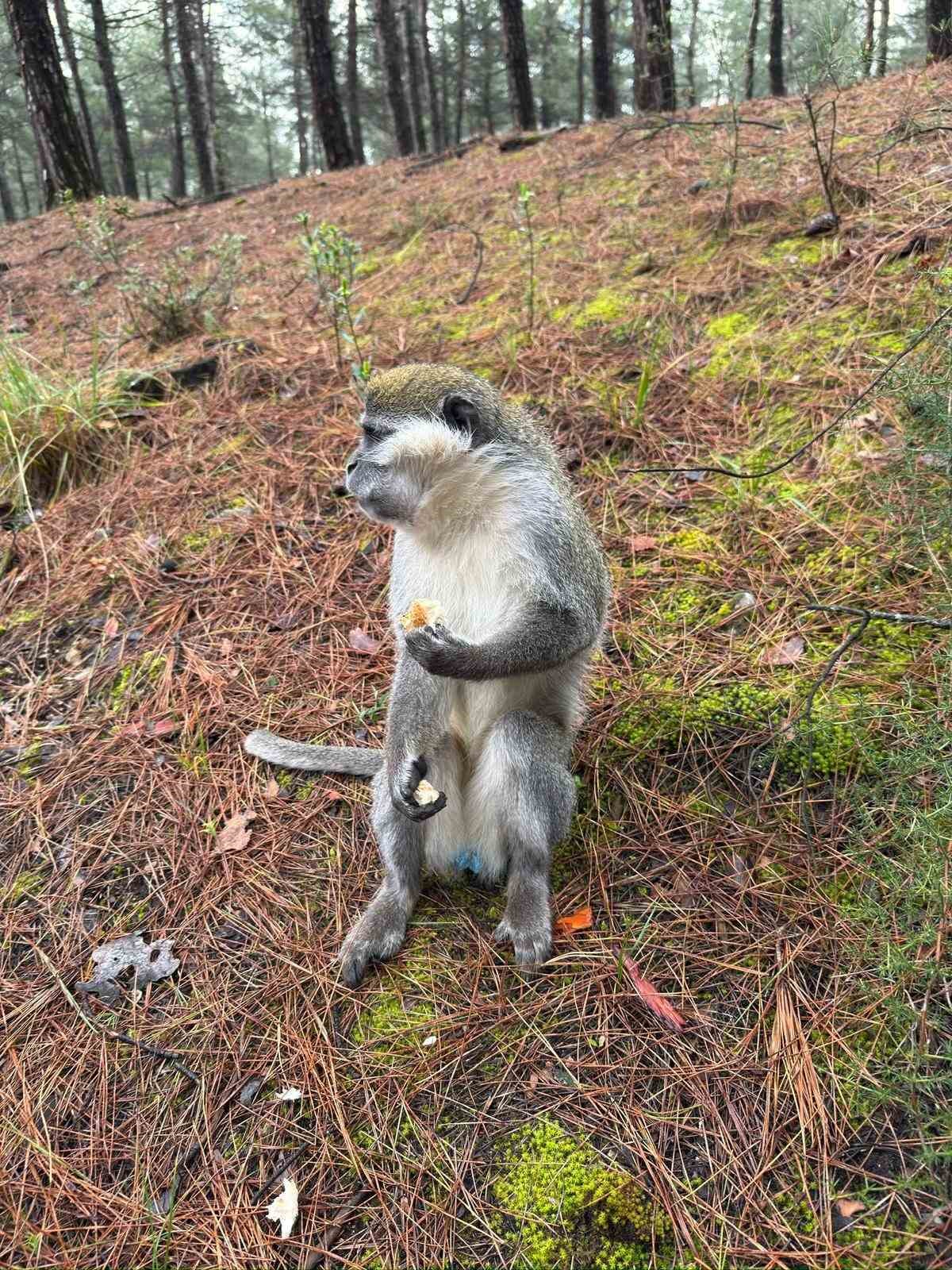 Denizli’deki firari maymunların sırrı çözüldü