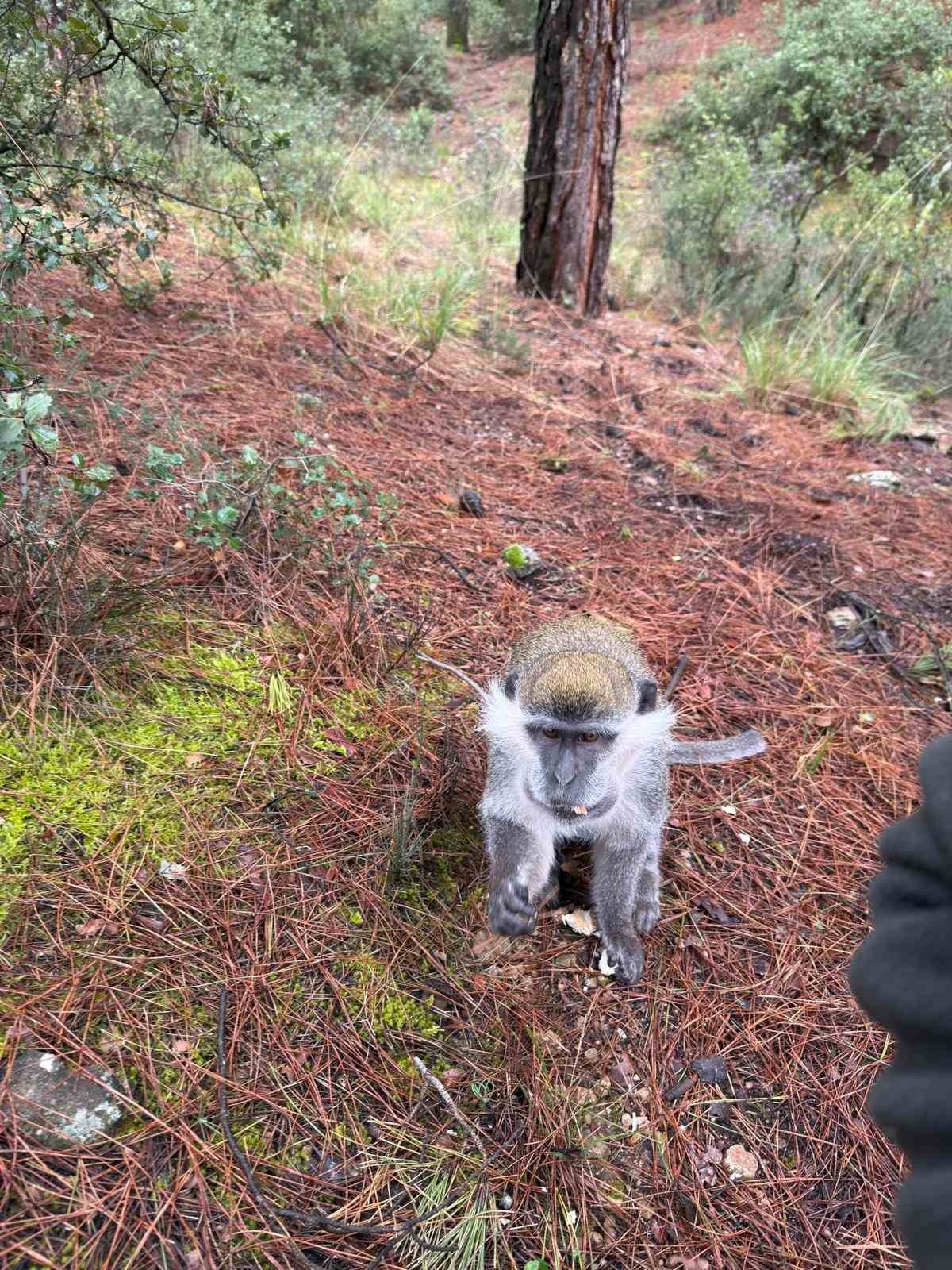 Denizli&rsquo;deki firari maymunların sırrı &ccedil;&ouml;z&uuml;ld&uuml;

