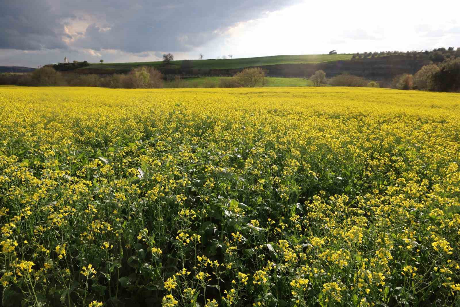 Devlet destekli kanola &uuml;retimi Adanalı &ccedil;ift&ccedil;inin y&uuml;z&uuml;n&uuml; g&uuml;ld&uuml;rd&uuml;
