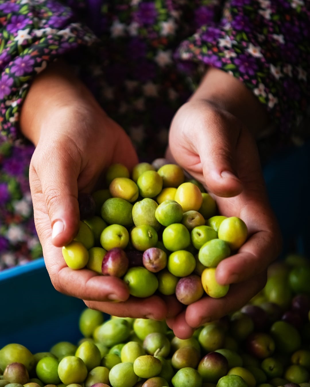 Şark&ouml;y zeytinyağına coğrafi işaret
