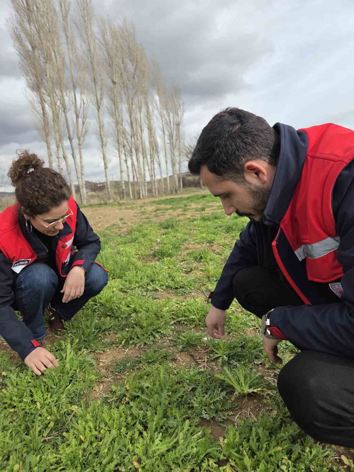 Haşhaş ve hububatta hastalık ve zararlı kontrolleri başladı
