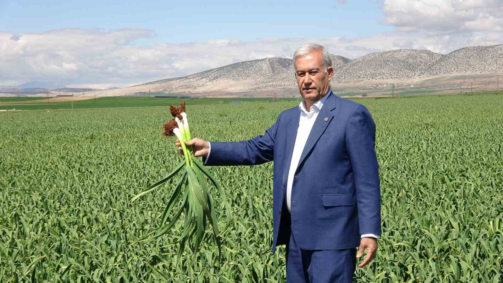 AB tescilli Araban sarımsağında yüksek rekolte ve kaliteli ürün bekleyişi