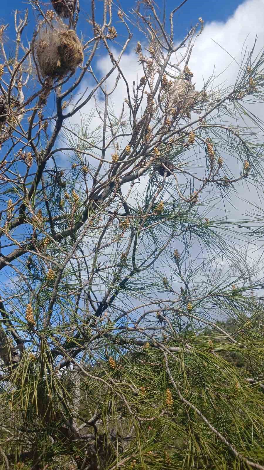 &Ccedil;am ormanlarında &rsquo;Kese kurdu&rsquo; alarmı
