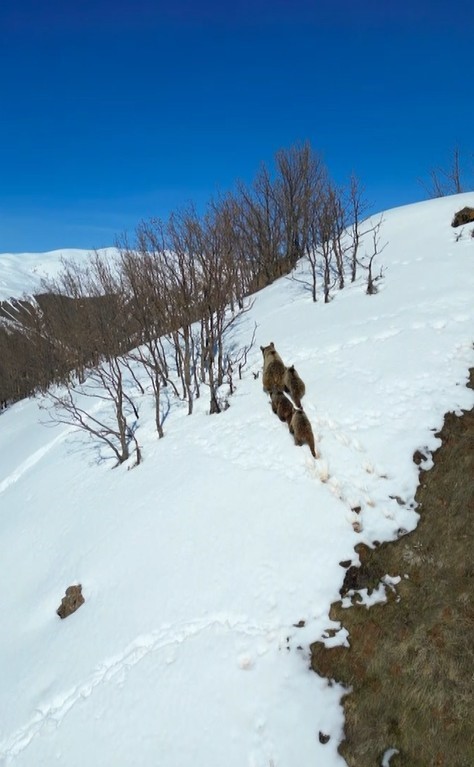Kış uykusundan uyanan ayılar karla karşılaştı: O anlar dron ile g&ouml;r&uuml;nt&uuml;lendi
