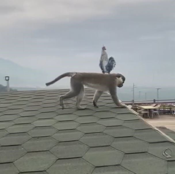 Firari maymun Denizli turuna çıktı