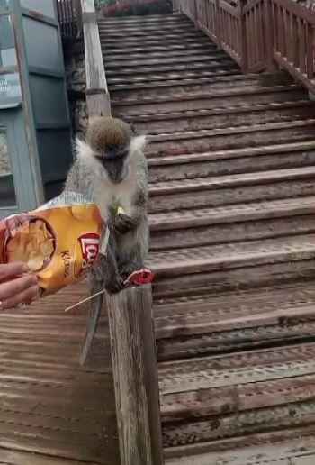 Firari maymun Denizli turuna &ccedil;ıktı
