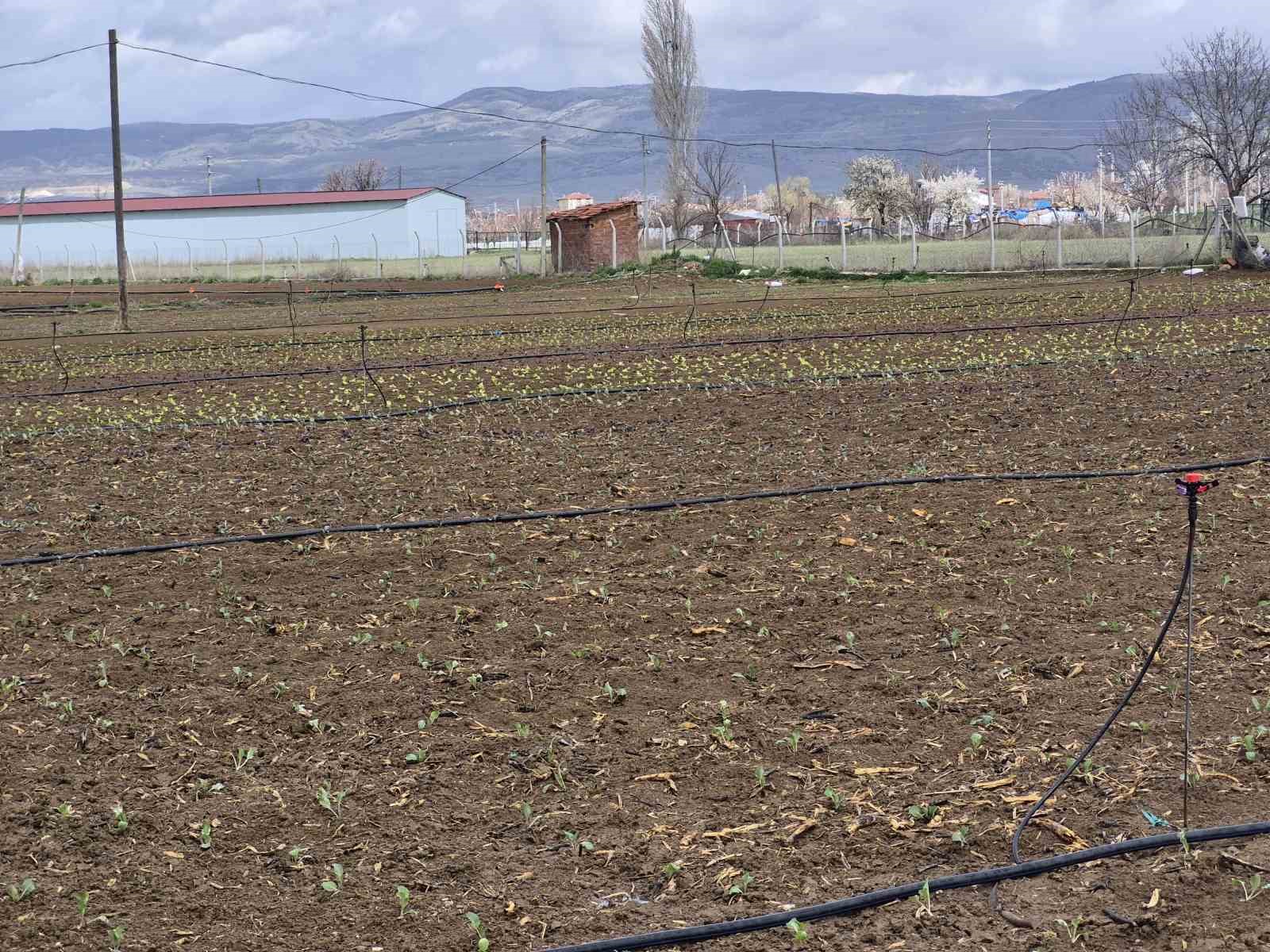 Eskişehir&rsquo;de yılın ilk tohum ve fideleri toprakla buluştu
