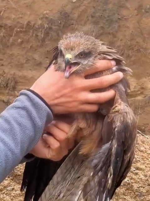 Yakalanan yaralı şahin, ekiplere teslim edildi