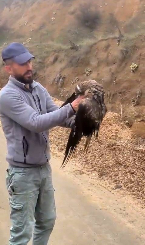 Yakalanan yaralı şahin, ekiplere teslim edildi
