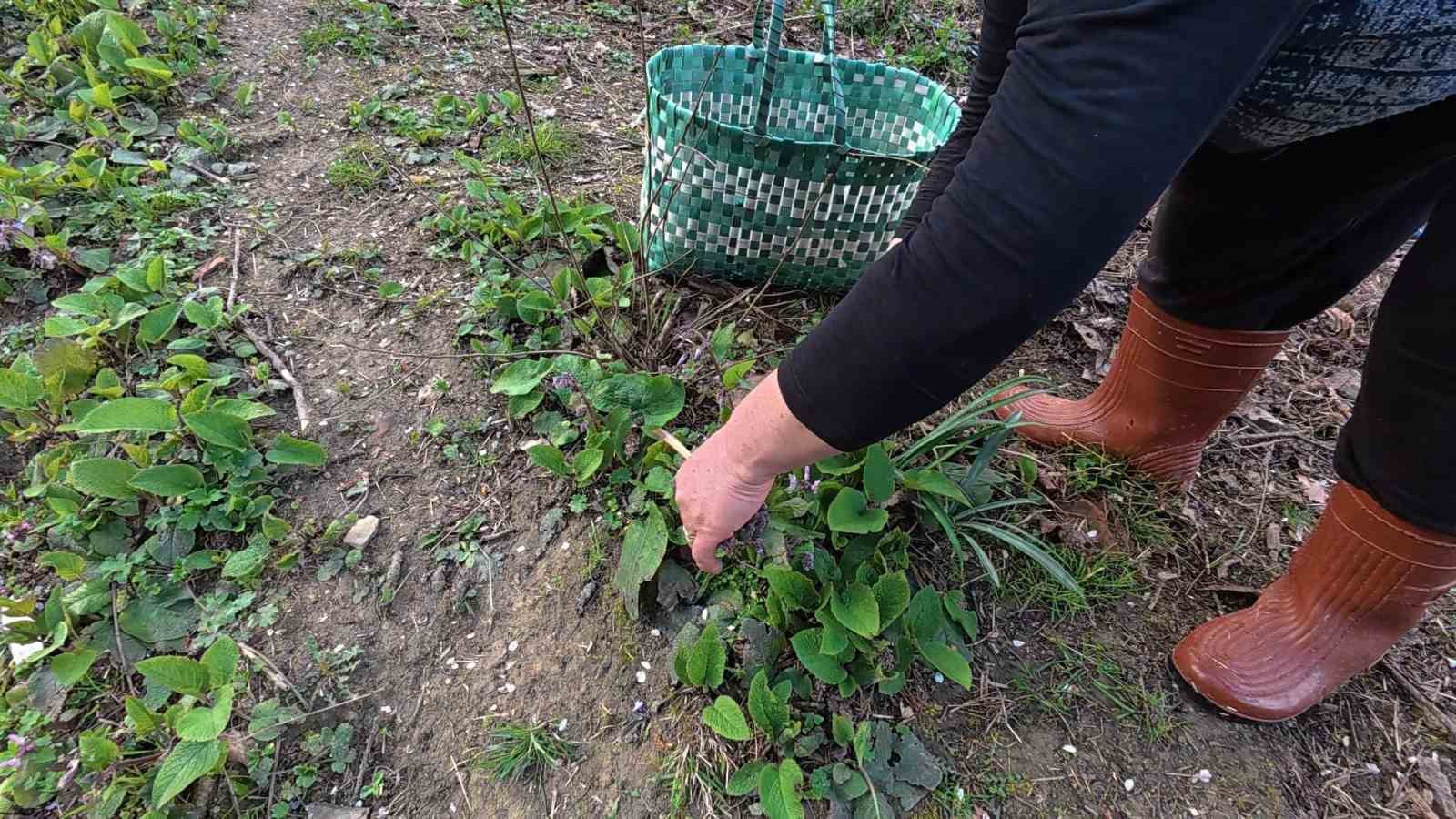 Sinop&rsquo;ta bahar aylarının lezzeti: Zılbıt pazarlarda ilgi g&ouml;r&uuml;yor
