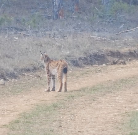 Kastamonu’da ormanda dolaşan vaşak görüntülendi