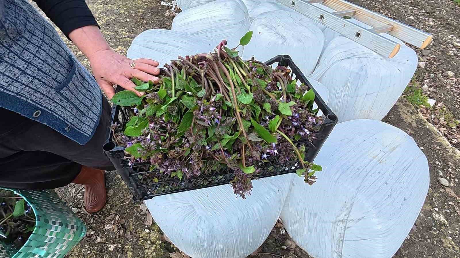 Sinop’ta bahar aylarının lezzeti: Zılbıt pazarlarda ilgi görüyor