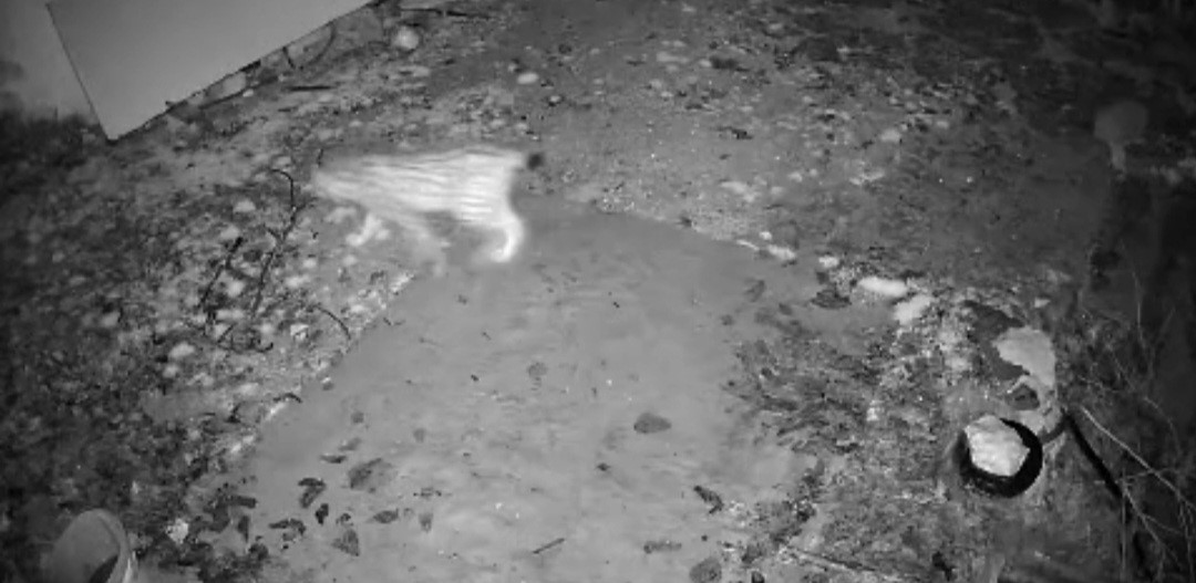 Elazığ&rsquo;da evin etrafında yiyecek arayan vaşak kamerada
