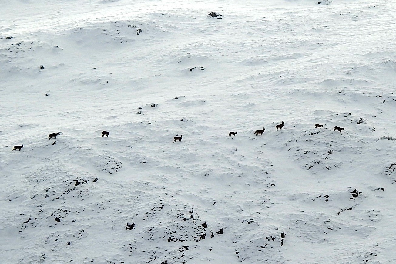 Dağ ke&ccedil;ileri Munzur Dağlarına renk katıyor
