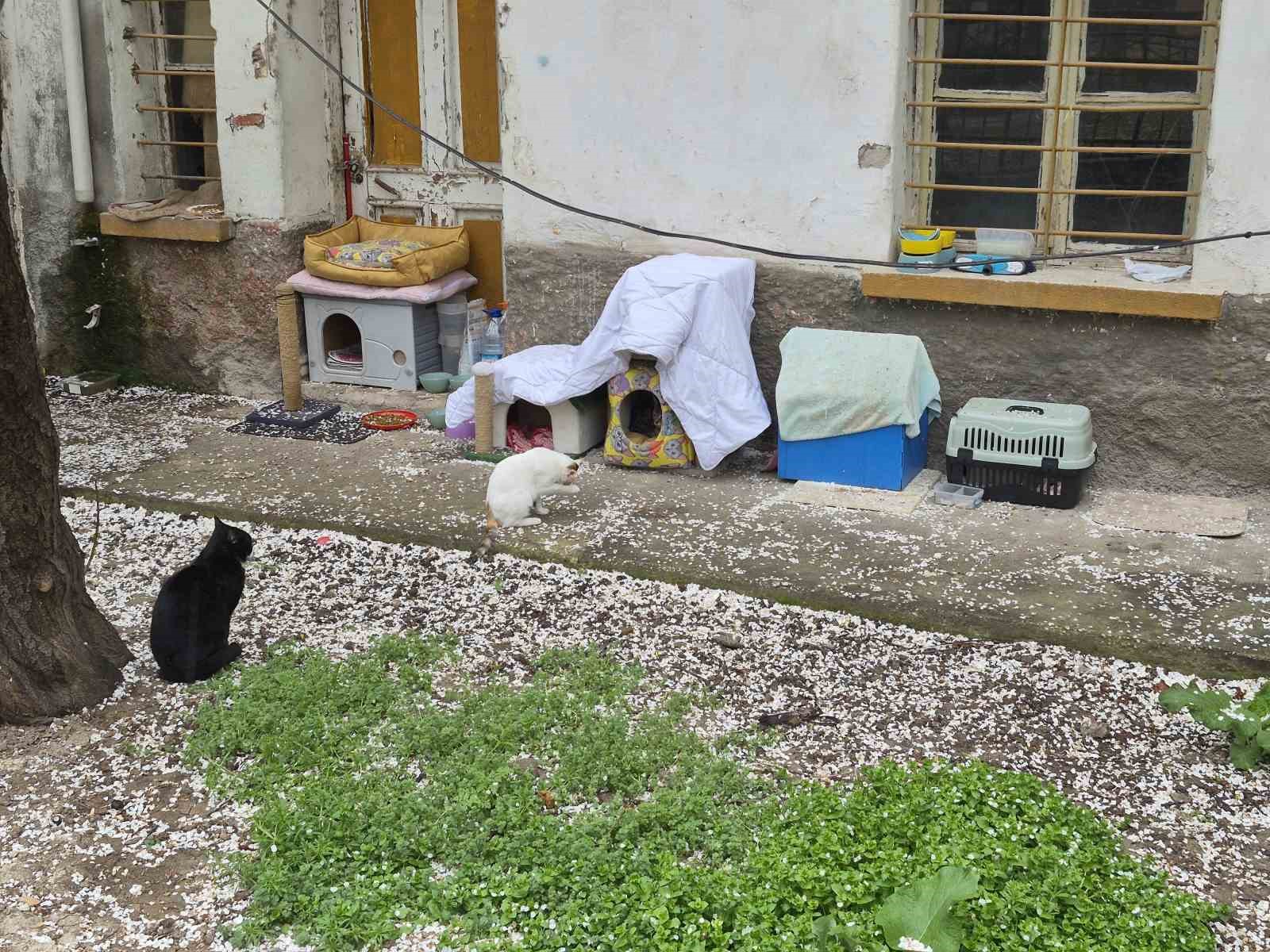 Hayvanseverlerin ilgin&ccedil; yazısı: "Kediler himayemiz altındadır"
