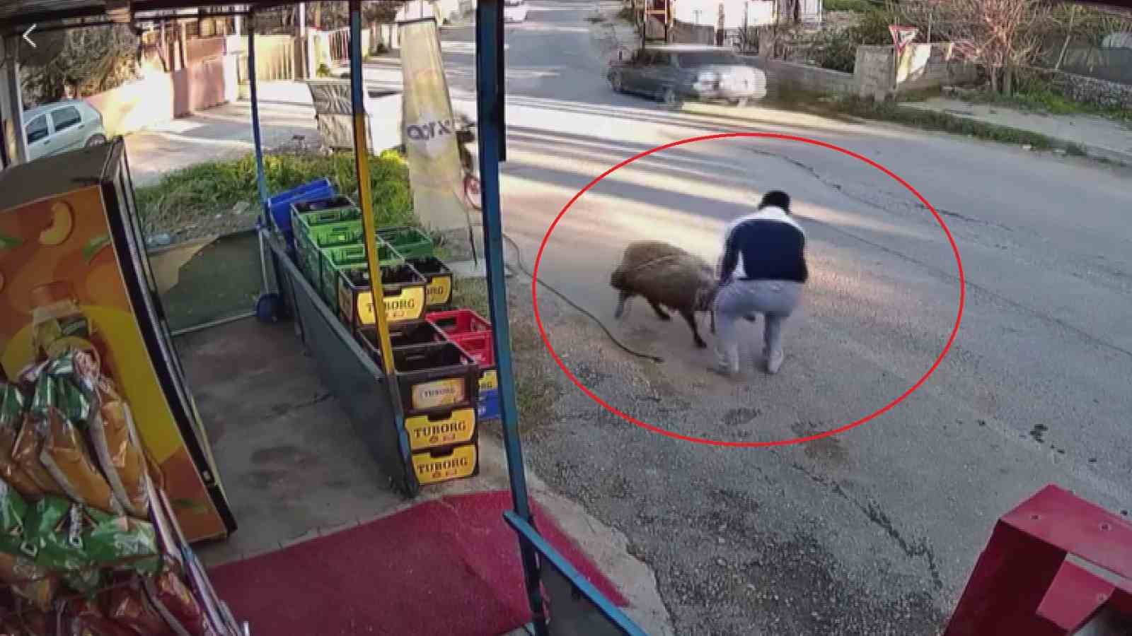 Sürünün geçişi esnasında 3 metrelik kuyuya düşen koyunu esnaf kurtardı: O anlar kamerada