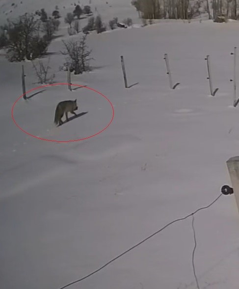 Bayburt&rsquo;ta vaşaktan sonra bu kez tilki tavşan avladı
