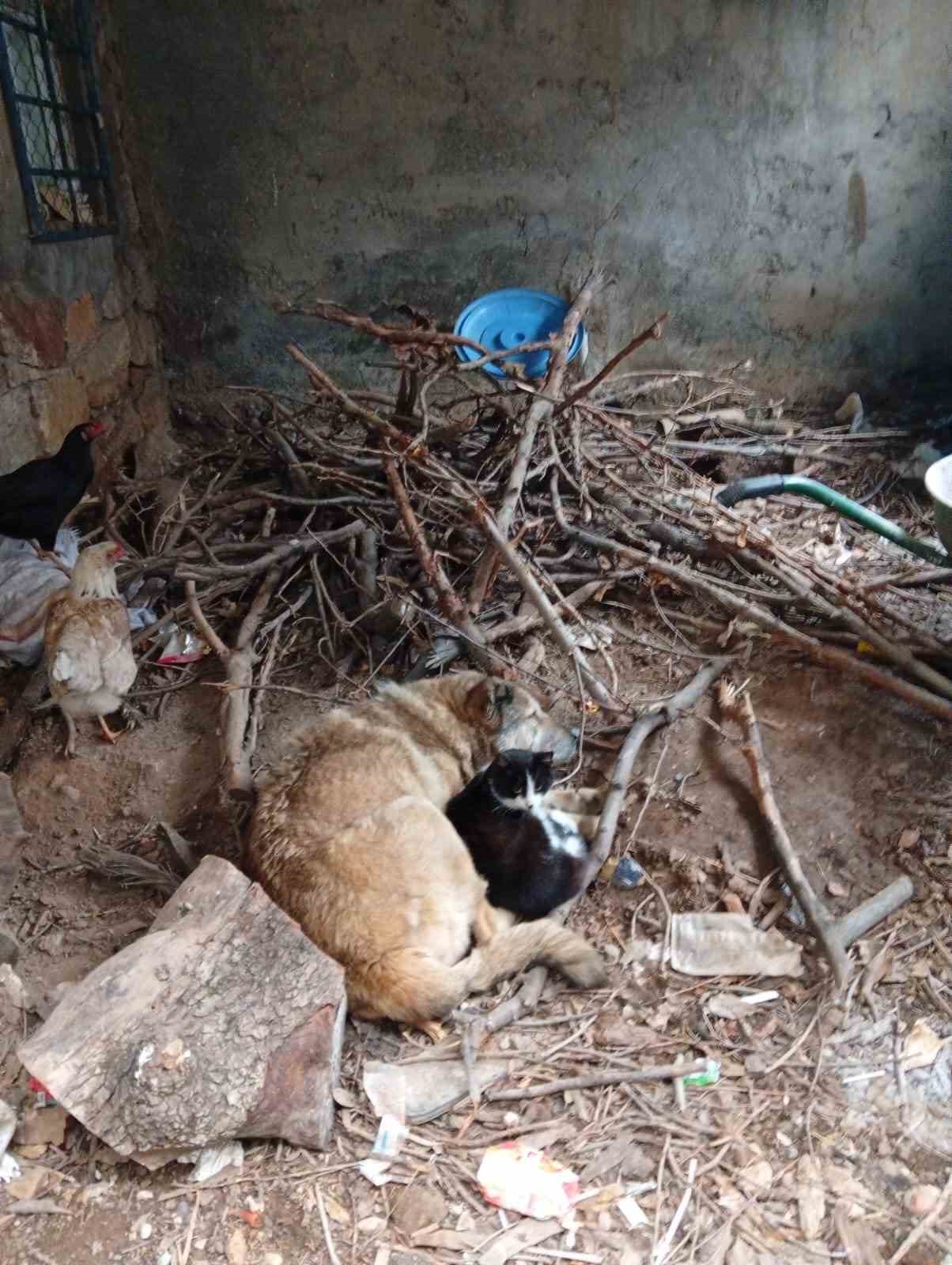 &Uuml;ş&uuml;yen kedi ile k&ouml;pek birbirine sığındı
