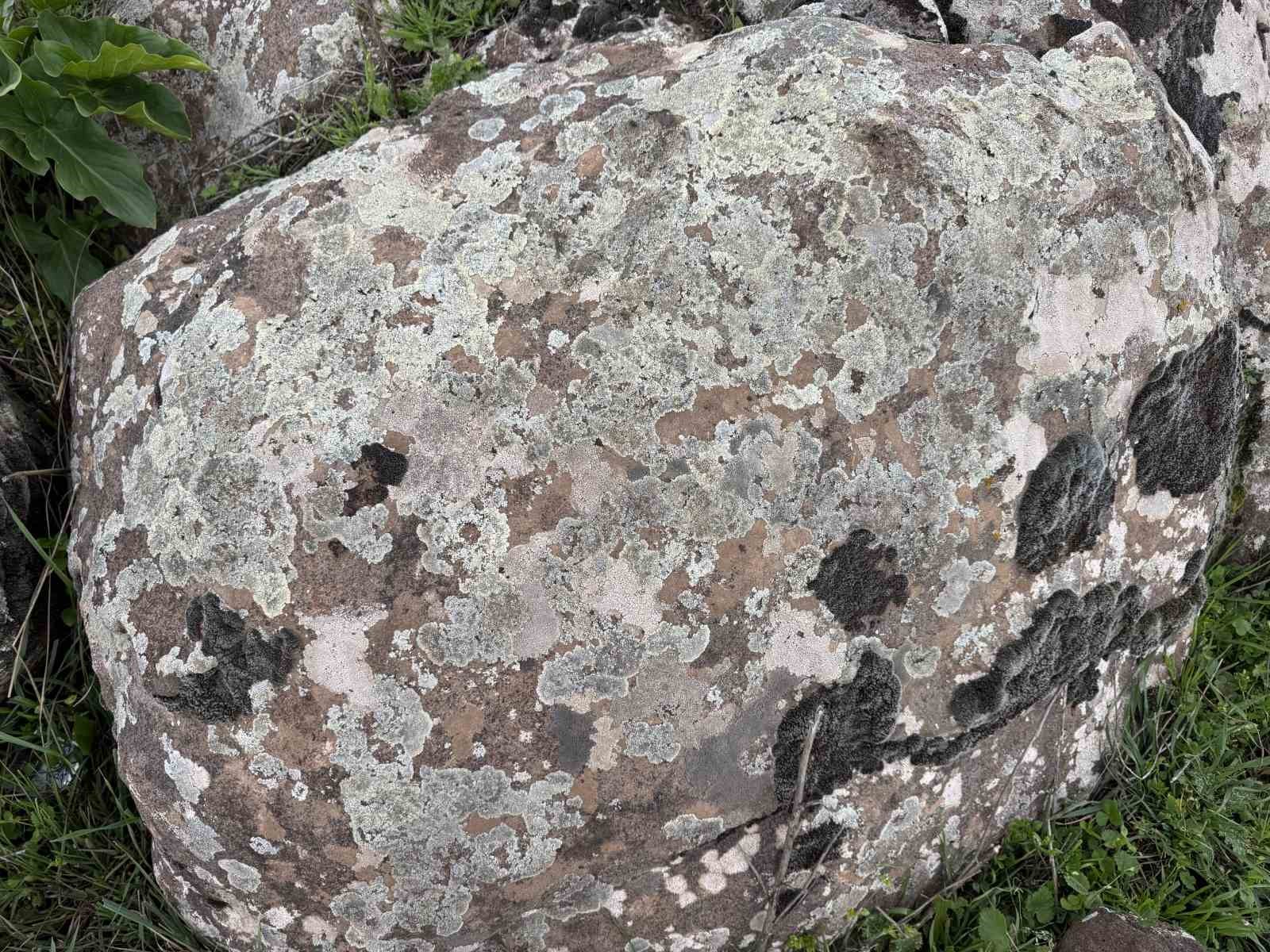 Taşların üzerindeki yosunları kına gibi kullanıyorlar