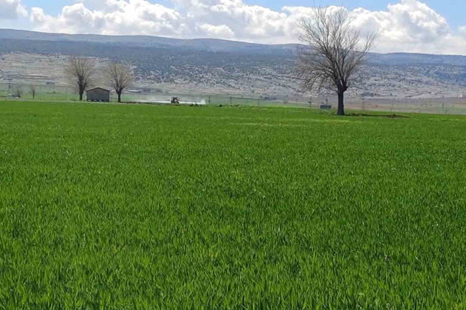 Araban&rsquo;da sarı pas hastalığını &ouml;nlemek ama&ccedil;lı ila&ccedil;lı m&uuml;cadele başlatıldı
