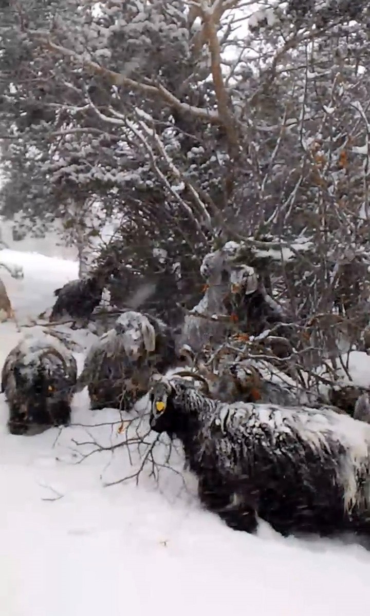 Tokat&rsquo;ta yaylada kışın ayazında t&uuml;rk&uuml;leriyle ısınan &ccedil;oban, baharı da t&uuml;rk&uuml;yle karşıladı
