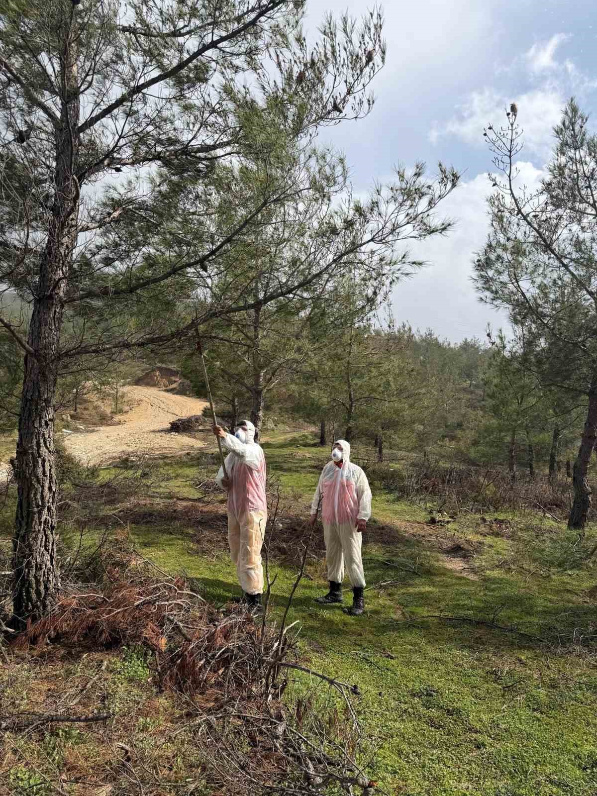 Aydın ormanlarında &ccedil;am kese b&ouml;ceğine karşı kapsamlı m&uuml;cadele
