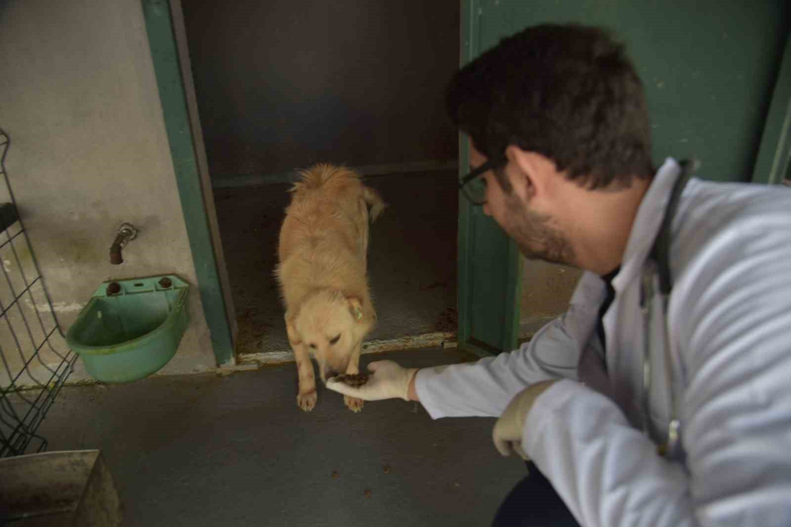 Bilecik Belediyesi Sokak Hayvanları Tedavi ve Rehabilitasyon Merkezi&rsquo;nde mutlu yaşam
