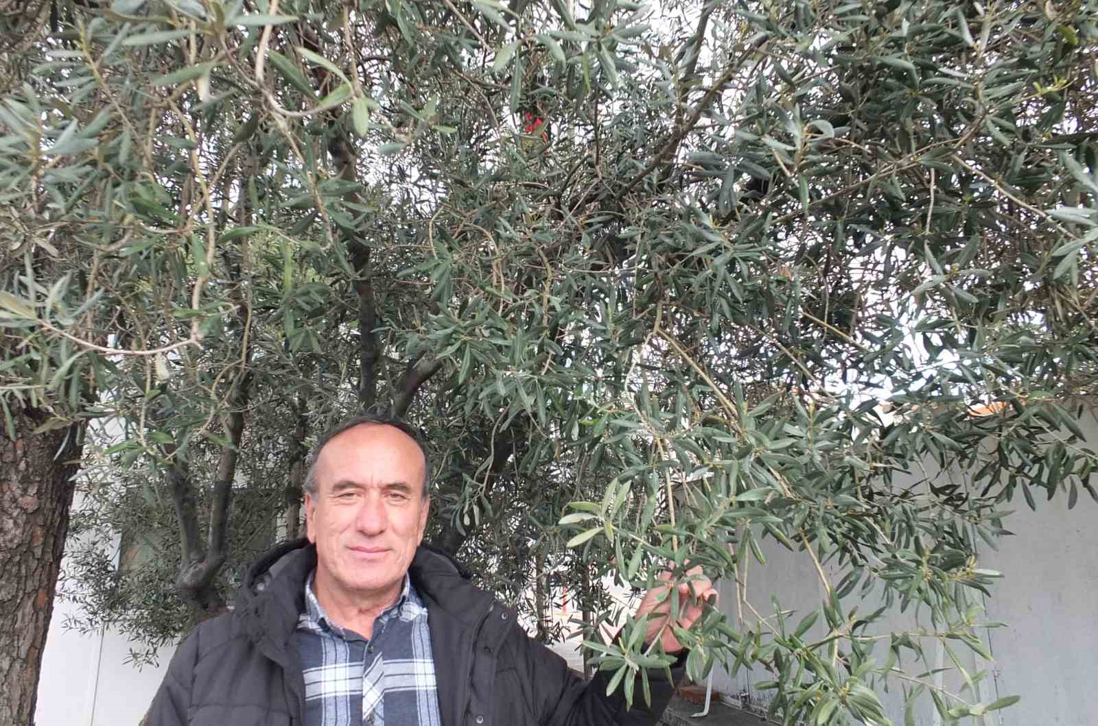 Balıkesir&rsquo;de nisan yağmurları zeytincileri sevindirdi
