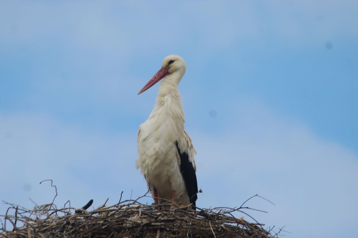 Kuşadası&rsquo;nda leylekler geri d&ouml;nd&uuml;
