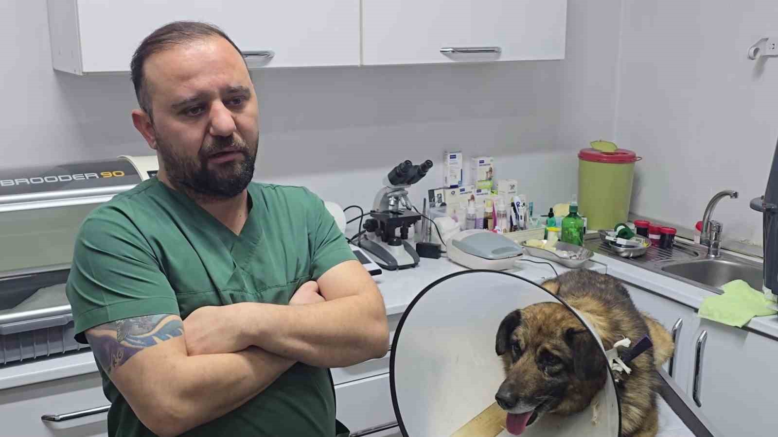 Havladığı için 4 kurşunla vurulan köpek hayata tutundu; Adını "Kurşun" koydular
