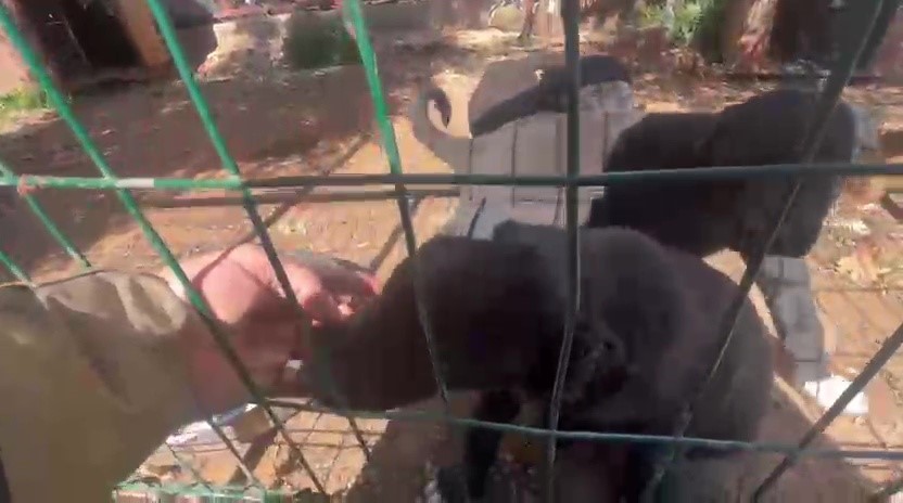 D&ouml;v&uuml;ş k&ouml;peği &uuml;retip yavruların kulaklarını kesen işletmeye 323 bin TL ceza
