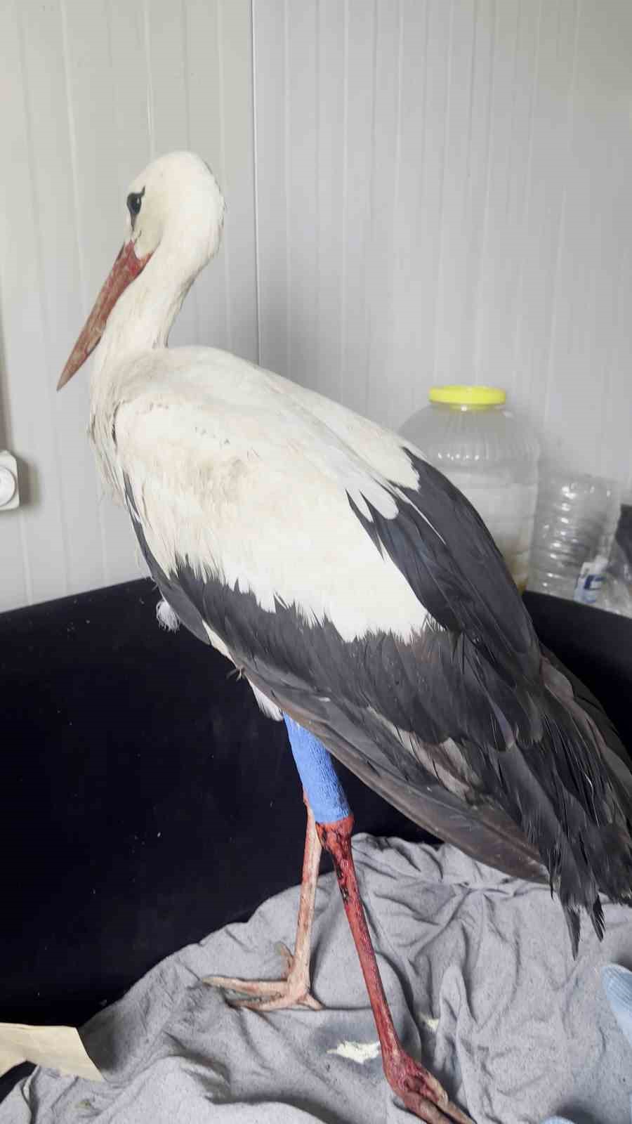 Sa&ccedil;maların hedefi olan leyleğe kuş g&ouml;zlemcisinden ilk yardım
