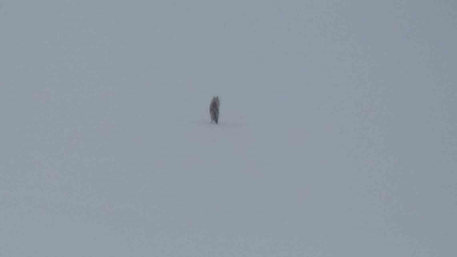 Kars&rsquo;ta karla kaplı arazide yalnız kurt: Kamerayı fark edince g&ouml;zden kayboldu
