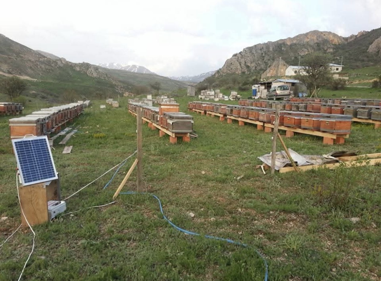 Ayıya elektrikli tuzak bile engel olamadı: Tellerin altını kazıp kovanlara ulaştı