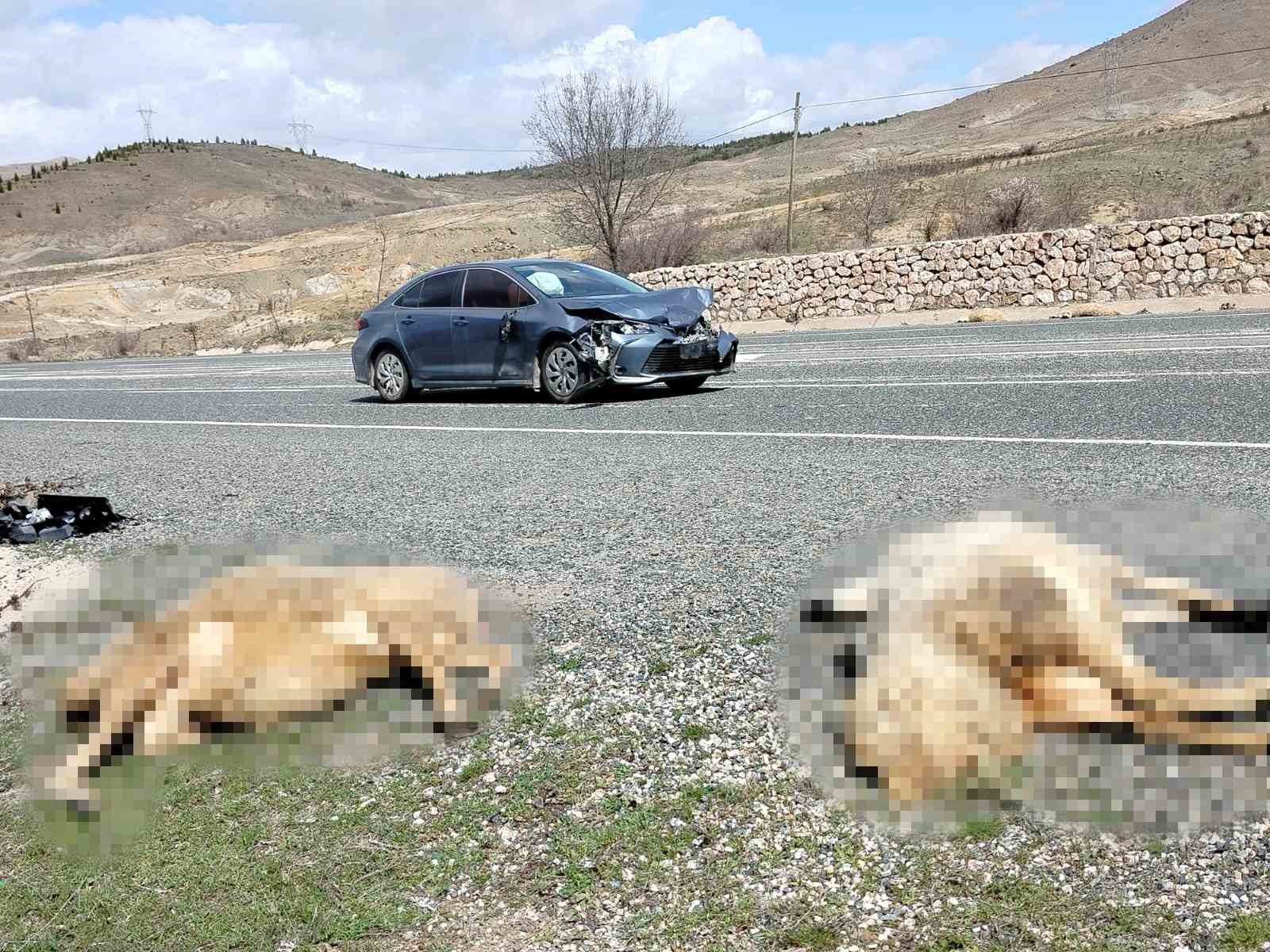 Otomobil koyun sürüsüne daldı: 9 koyun telef oldu