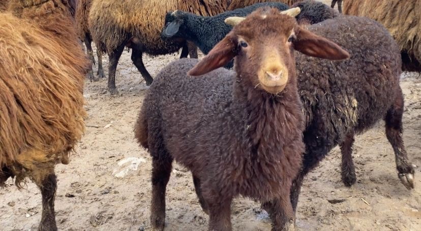 Ağrı&rsquo;da kuzuların anneleri ile buluşması renkli anlara sahne oldu
