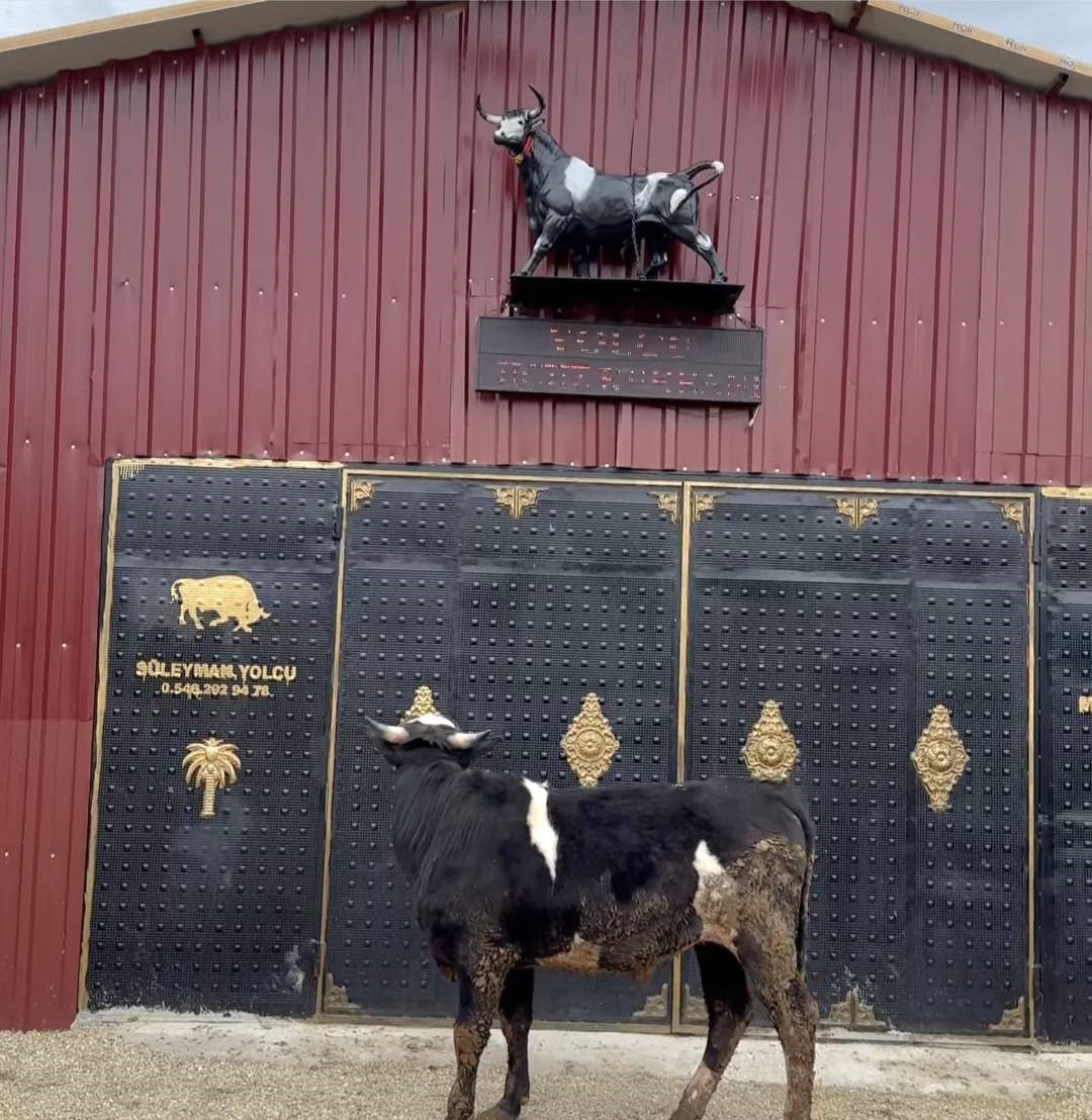 Heykeli ger&ccedil;ek sanıp ka&ccedil;tı: Tosunun şaşkınlığı sosyal medyada g&uuml;ndem oldu
