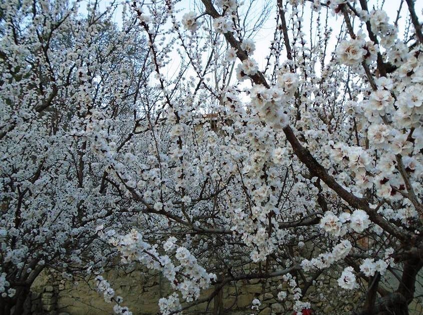 Kayısı bah&ccedil;elerinde "zemzemli" ila&ccedil;lama
