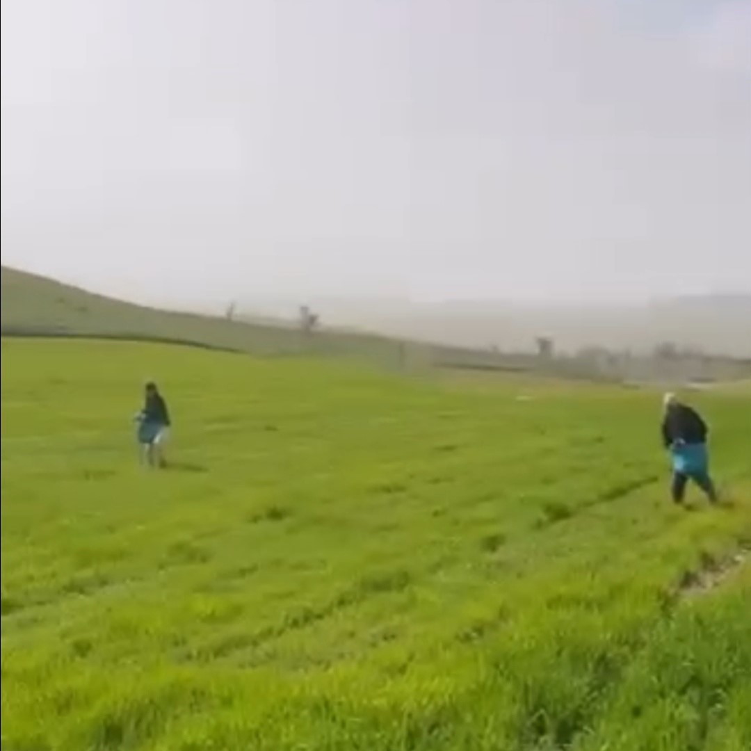 Siirt’te çiftçilerden zorlu mesai: Gübreleme eski usulle yapıldı
