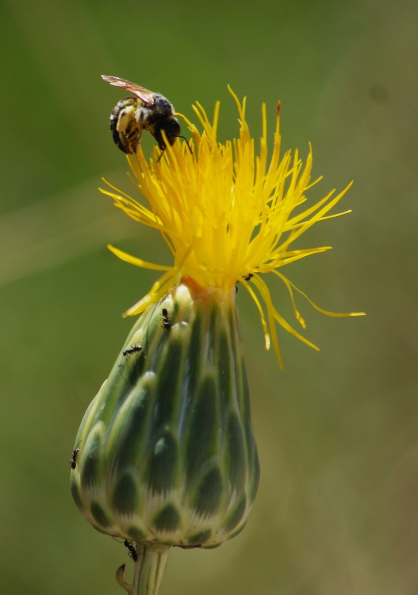 Doğaseverlerden T&uuml;l&uuml;şah i&ccedil;in "acil koruma" &ccedil;ağrısı
