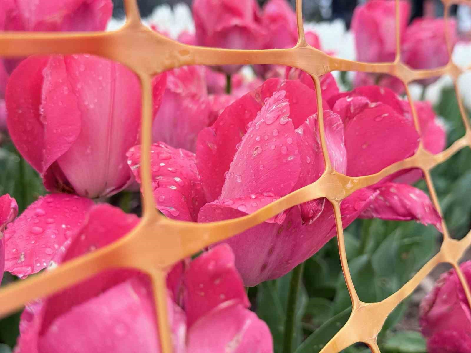 Emirgan Korusu&rsquo;nda lale festivali başladı
