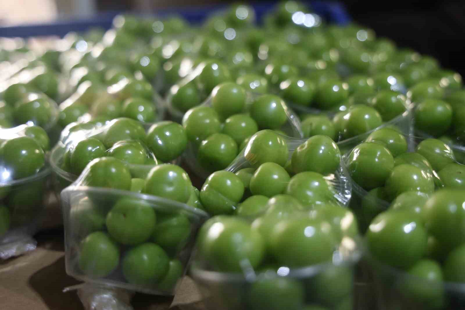 Turfanda can eriği Avrupa ülkelerine ihraç ediliyor