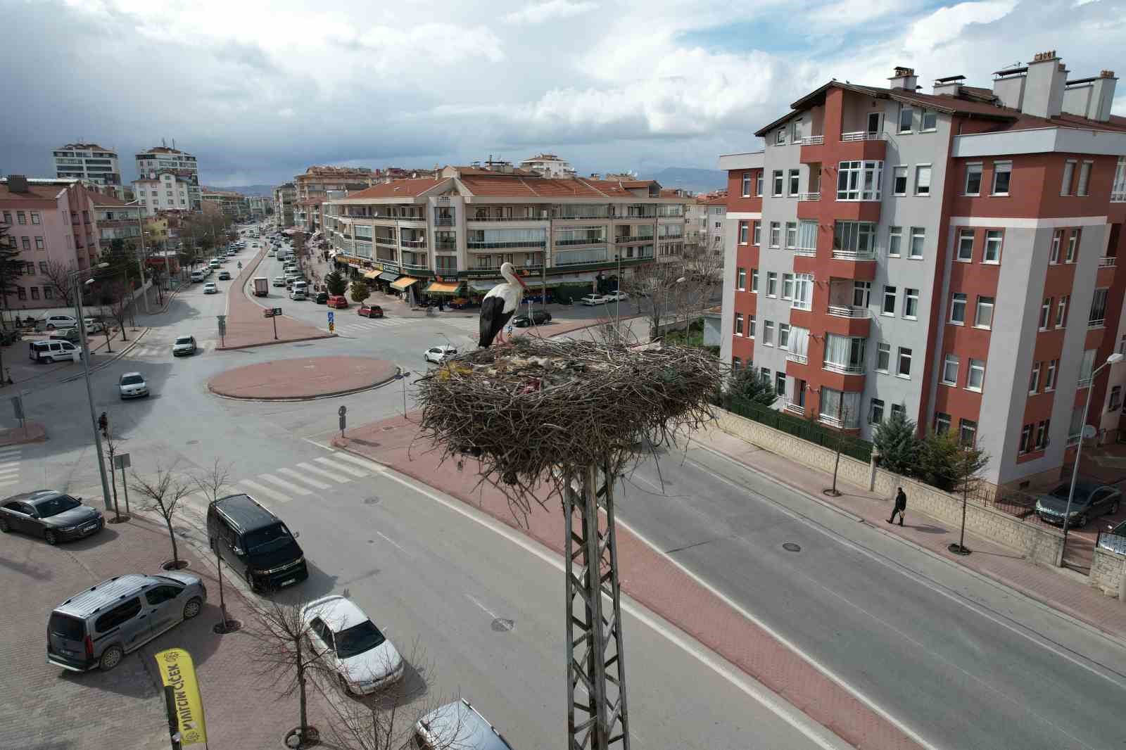 Konya’nın leylekleri direkteki yuvalarına geldi