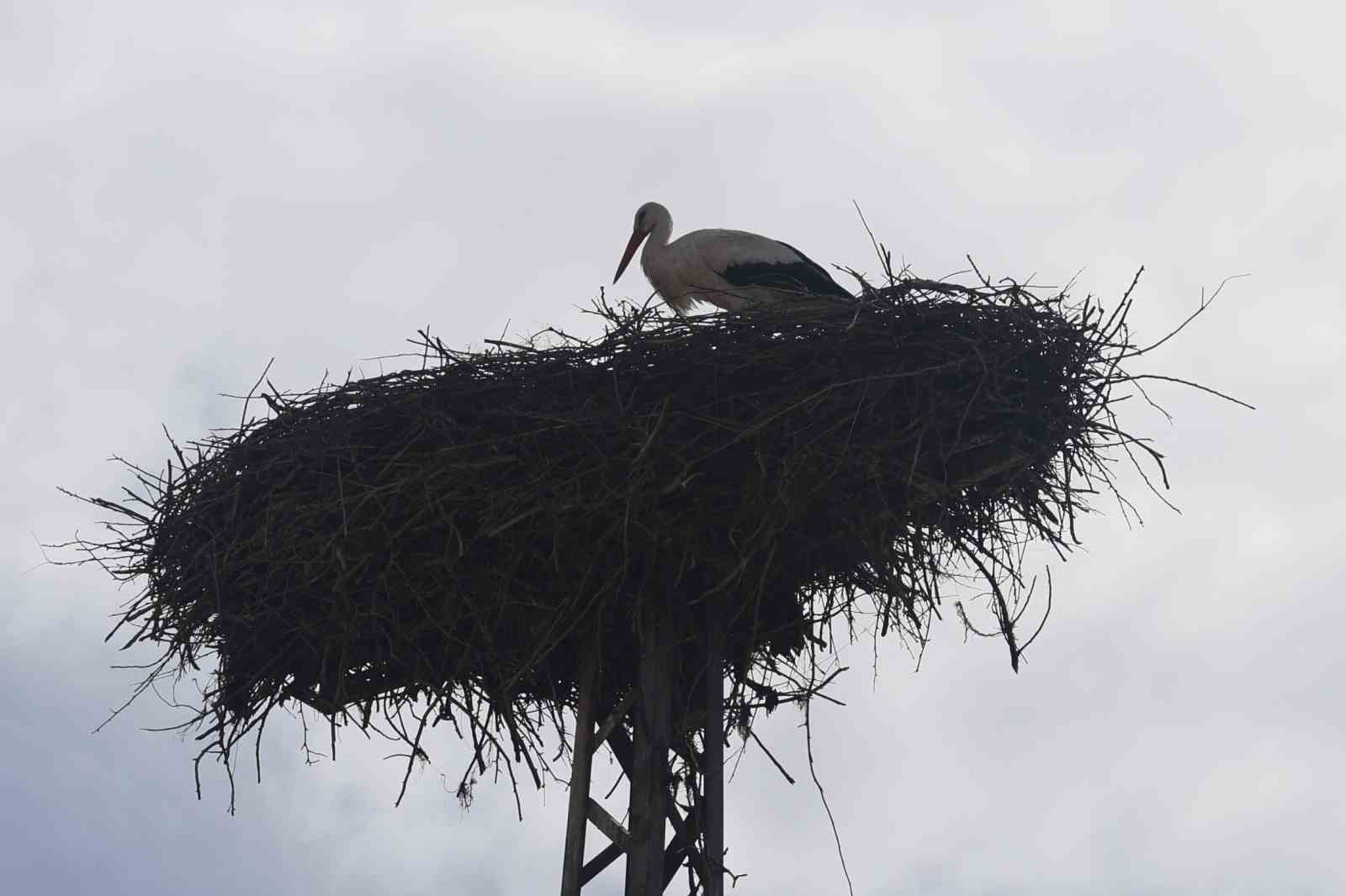 Konya&rsquo;nın leylekleri direkteki yuvalarına geldi
