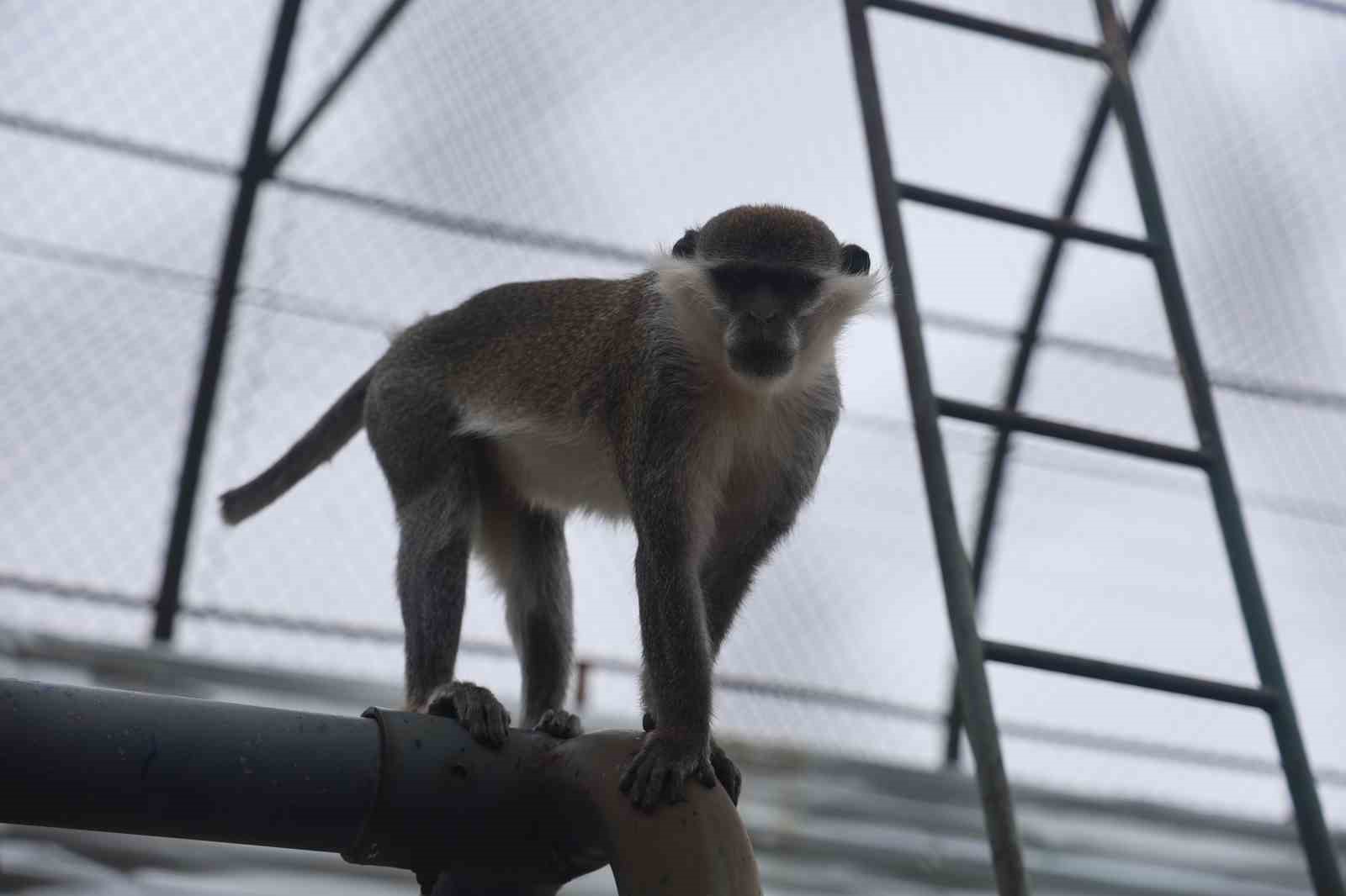 Denizli’de yakalanan maymun Konya’da hayvanat bahçesine teslim edildi