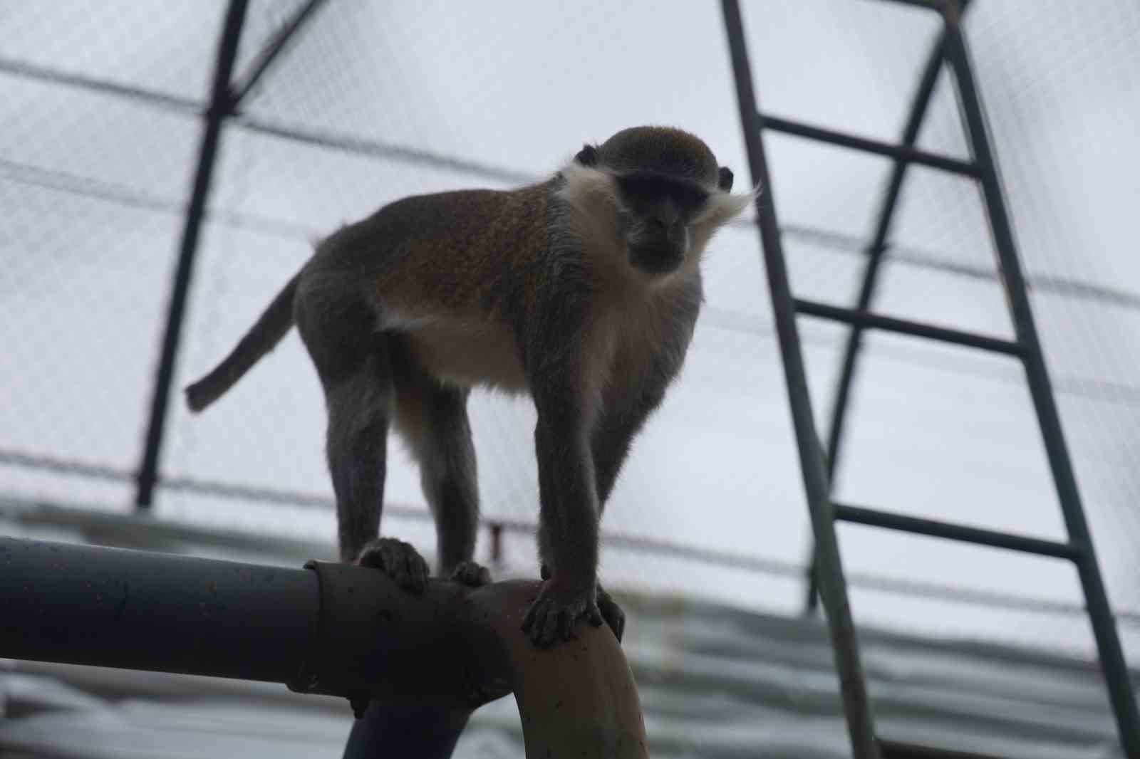 Denizli&rsquo;de yakalanan maymun Konya&rsquo;da hayvanat bah&ccedil;esine teslim edildi
