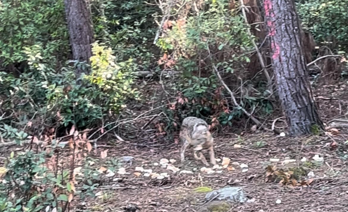 Önce karnını doyurdu, sonra gözden kayboldu