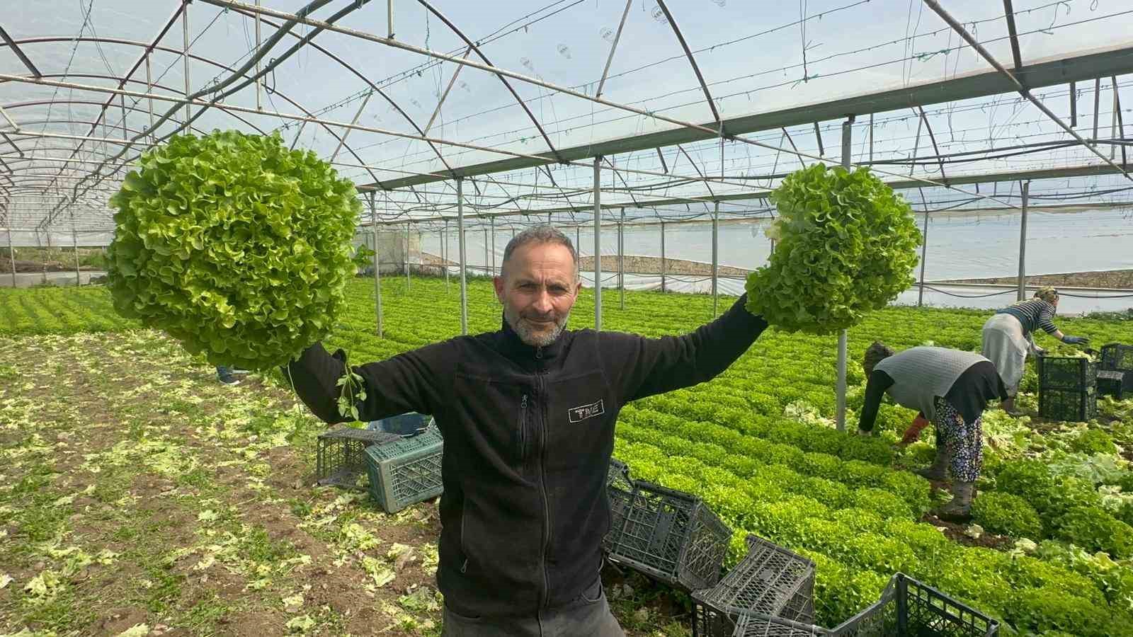 Ge&ccedil;en sene zararıyla ağlatan &rsquo;kıvırcık&rsquo; bu yıl g&uuml;ld&uuml;rd&uuml;
